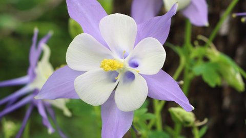 A gentle breeze makes a Rocky Mountain columbine dance. The Colorado State Flower and symbol of peace, fortitude and courage.