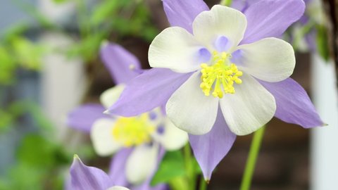 The Colorado Rocky Mountain columbine. A flower that unmistakably symbolizes the best virtues of the state dances in a gentle breeze.