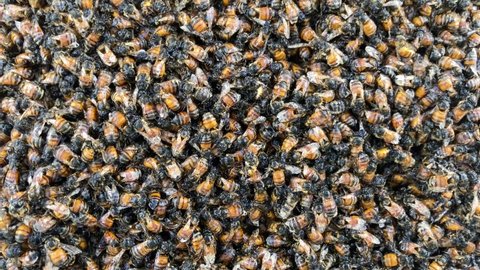 Sudden change in temperature most likely caused this giant swarm of bees to die. Very sad. Climate Change.