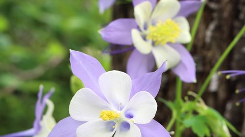 Colorado state flowers, the delicate Rocky Mountain columbine lightly disturbed by a gentle breeze.