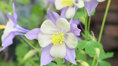 Colorado has the Rocky Mountain columbine as the state flower. This one enjoys a gentle Colorado breeze.