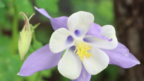 The Rocky Mountain columbine. State flower of Colorado rich with pollen dances in the breeze.