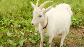 The white goat with horns in the green field on the organic farm. High quality 4k footage
