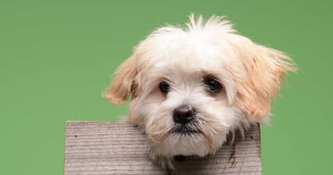 adorable baby bichon puppy laying in a wooden box and being cute, feeling timid while looking around against green background in studio