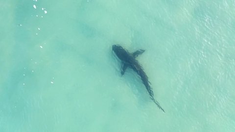 Sharks swimming in shallow water, Mediterranean Israel, aerial
Drone view from Hadera, group of sharks swept, 2021
