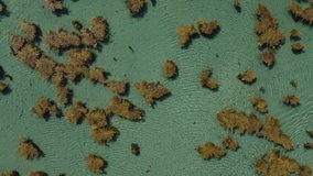 Top down view of water. Drone footage of a calm tropical water with spots of seaweed floating around. 