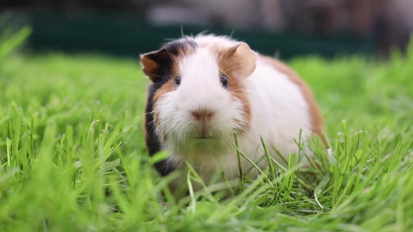 Funny guinea pig eating grass in the garden outdoors