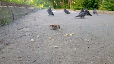 Sparrow eating crumbs from a bread piece in a hidden place of city park. Sparrow and Pigeons in the park eating bread crumbs. concept of bird care and Feeding