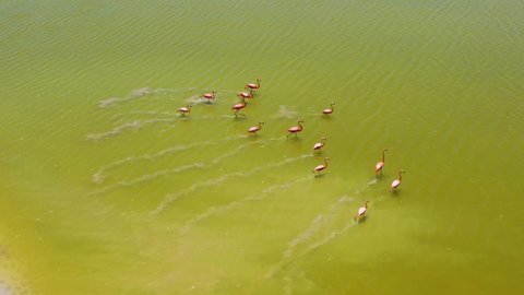 pink flamingos walking across salt lake surface Las Coloradas, rio lagartos lagoon mexico