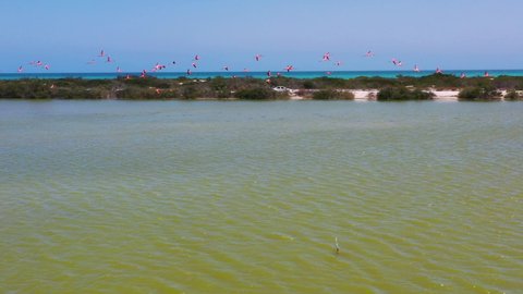 pink flamingos flying across salt lake surface with Caribbean Sea on the background ,Las Coloradas, rio lagartos lagoon mexico