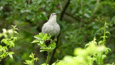 Lone Grey Catbird perched on vivid green leaves singing his heart out.