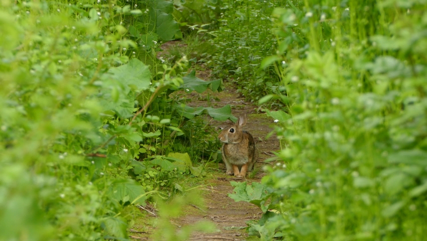 Rabbit sitting scratching and jumping around on a foothpath between the grass on a cloudy spring day. Steady shot