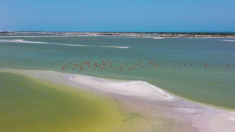 American pink flamingos are feeding in green salt lake surface , Las Coloradas, rio lagartos lagoon mexico