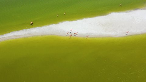 American pink flamingos feeding in yellow salt lake surface , Las Coloradas, rio lagartos lagoon mexico