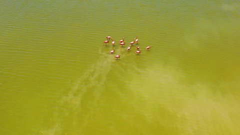 pink flamingos in salt lake surface , Las Coloradas, rio lagartos lagoon mexico