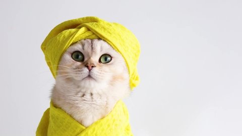 a white beautiful cat in a yellow towel and on her head after bathing procedures