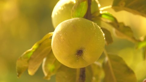Green apple with water drops on a tree branch in the garden. Summer garden. The apple harvest ripens on the apple tree. Gardening concept. Growing food, fruits in open air. Fresh, tasty, juicy fruits