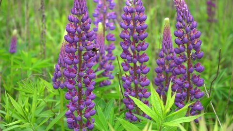A bumblebee insect pollinates a purple lupine flower in a lupine field. Wild summer flowers sway in the wind. Pollen collection and pollination. Lupins are blooming.