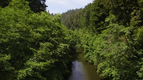 Aerial Video of Mountain River through a Redwood Forest. Drone footage of flying through the treetops in a coastal canopy with a calm spring running along the bottom. Bird's eye view of landscape.
