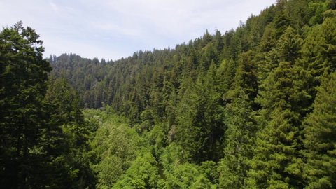 Aerial Video of Mountain River through a Redwood Forest. Drone footage of flying through the treetops in a coastal canopy with a calm spring running along the bottom. Bird's eye view of landscape.