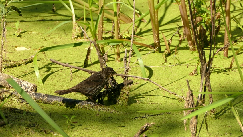 Female red winged blackbird hopping around on an algae covered pond. Static