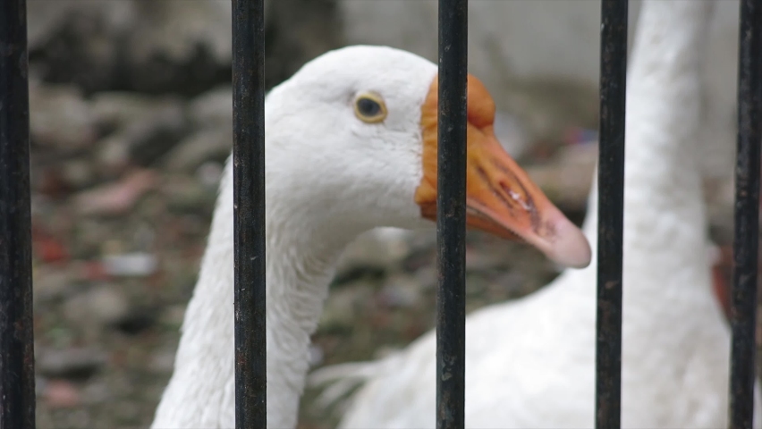 close up of the head of a female goose in her cage