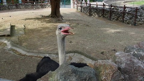 Belgrade, Serbia, May 5, 2021. African Masai ostrich. The ostrich catches corn sticks that people throw at it. The bird in the zoo caught and ate the food. The largest flightless bird.