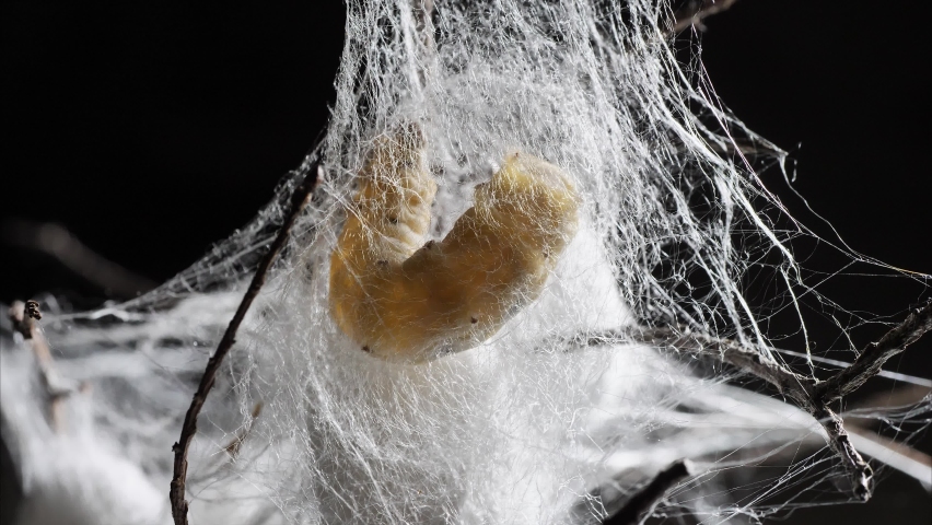 Close up of mature silkworm cocoon on twigs, focused on the silk with backlight, 4k time lapse footage, Chinese agriculture and animal concept, zoom in effect. Royalty-Free Stock Footage #1073805386