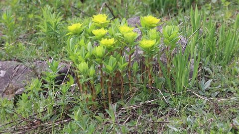 Spurges (Euphorbia) flowers in spring season 