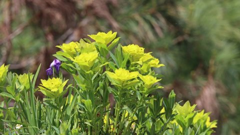 Spurges (Euphorbia) flowers in spring season 