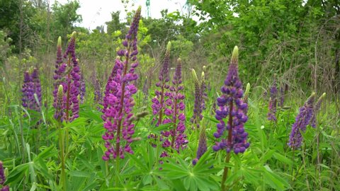 A field of blooming lupine flower closeup. Lupinus, lupin meadow with purple and pink flowers. Summer flower sway in the wind. Lupins. Bush, leaves and  buds.