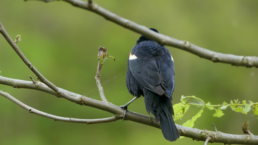Male red-winged blackbird puffing up its feathers as it is perched on a branch with its back turned to the camera.