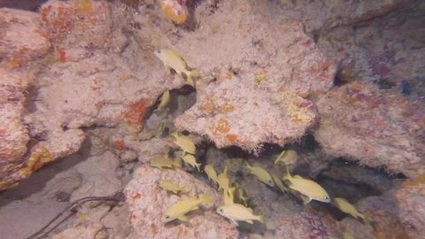 UNDERWATER - Yellowtail grunter swimming near Blue Hole, Bermuda