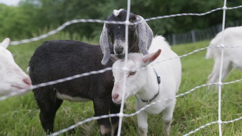 Pair of baby goats stand together in pasture, chewing cud. Brown and white.