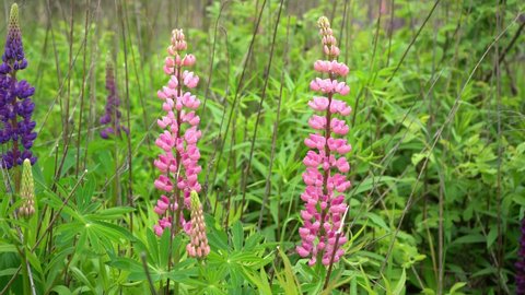 A field of blooming pink lupine flower closeup. Lupinus, lupin meadow with purple flowers. Summer flower sway in the wind. Lupins. Bush, leaves and  buds.