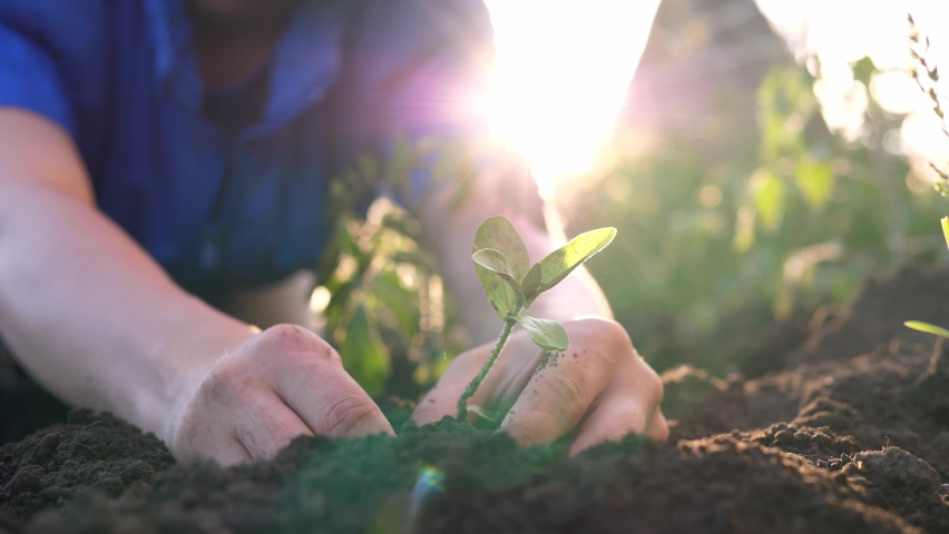 Hands planting a young plant in fertile land. The concept of farming, agriculture, ecology, opposing global warming.