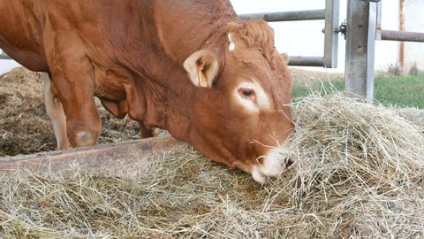 One red brown Limousin bull standing in the lair and eating hay. Eco farming, Chinese zodiac, symbol of the year concepts.