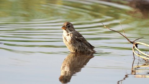 The corn bunting bird taking a bath in a pond, Emberiza calandra