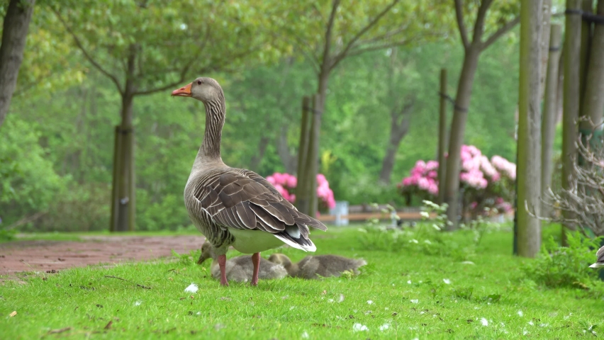 Beautiful Green Meadow With  Mother Duck And Ducklings In The Park Of Norderney Island.
