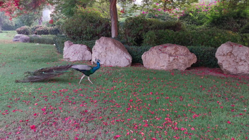 Male peacock with beautiful feathers walking on green grass with falling pink flowers. Scenery with peafowl. 