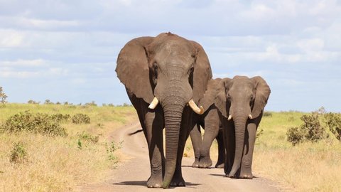 Massive elephant walking towards us in the road