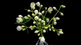 Timelapse of white Jasmine flower blooming on black background