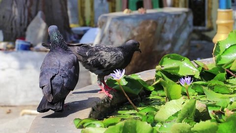 Pigeons drinking water Wat Don Mueang Phra Arramluang Bangkok Thailand.