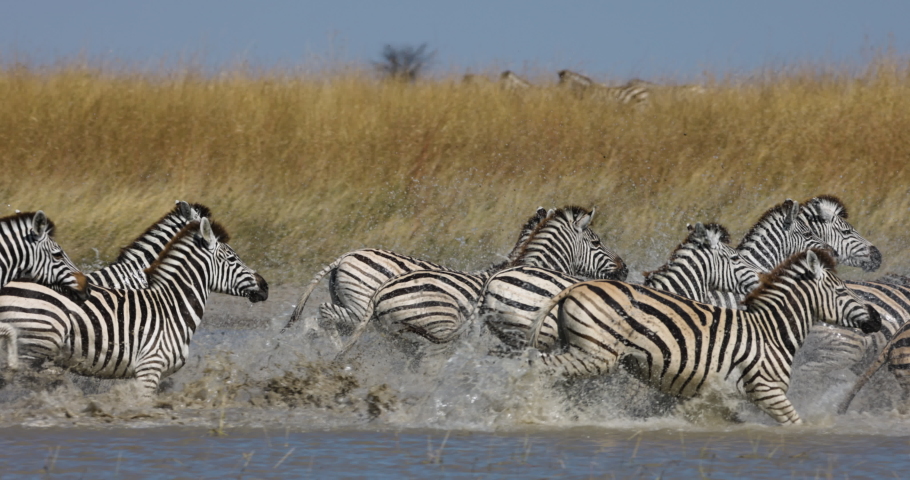 Slow motion close-up view of a small herd of zebras running out a waterhole.  Zebra Migration Botswana Royalty-Free Stock Footage #1073831006