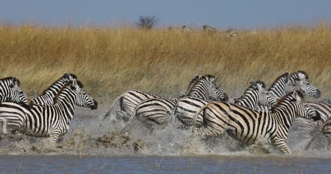 Slow motion close-up view of a small herd of zebras running out a waterhole.  Zebra Migration Botswana