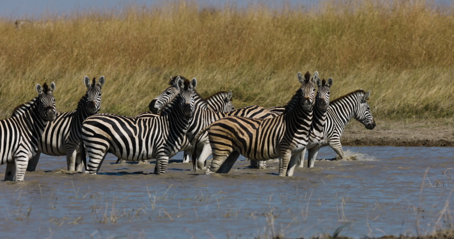 Slow motion close-up view of a small herd of zebras running out a waterhole.  Zebra Migration Botswana Royalty-Free Stock Footage #1073831165
