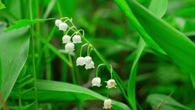 Blooming Lily Of The Valley in the wind