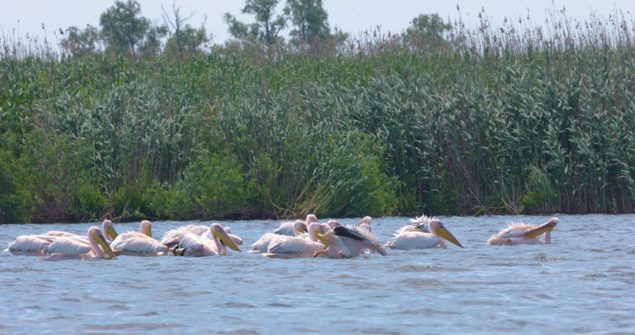 large group of pelicans eating fish from the water. Images from the Danube Delta, Romania 