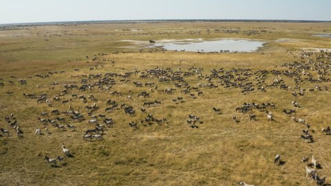 Aerial zoom in view of a tourist safari vehicle watching a large herd of zebras on the makgadikgadi pans.  Zebra Migration Botswana