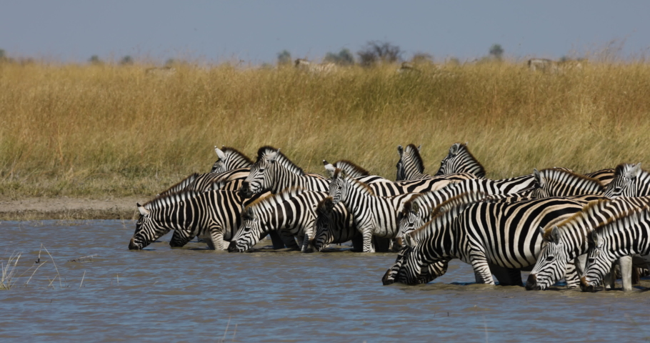 Slow motion close-up panning view of a small herd of zebras drinking at a waterhole.  Zebra Migration Botswana Royalty-Free Stock Footage #1073846486